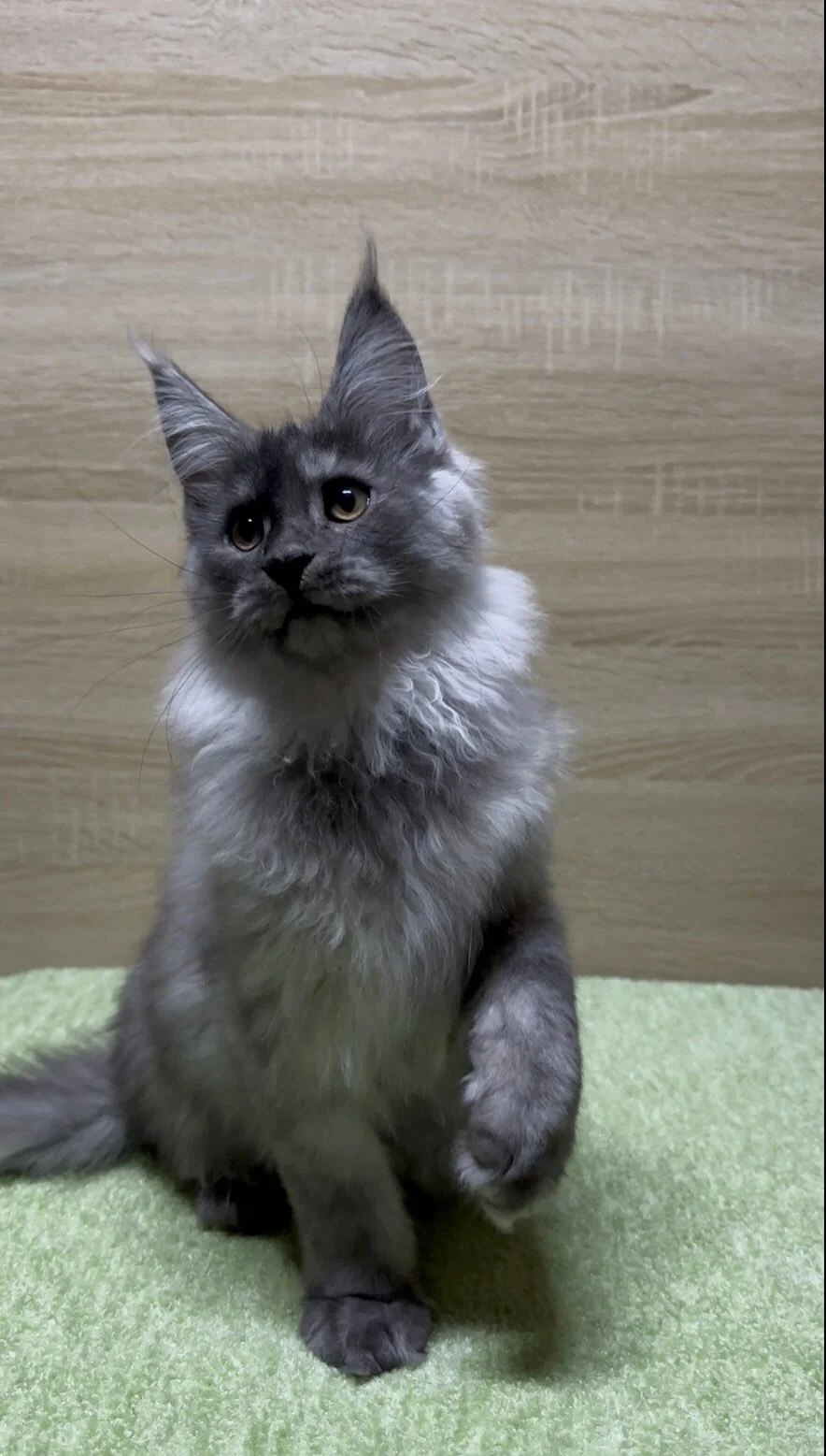 Jam Maine Coon Black Silver Male - Image 4