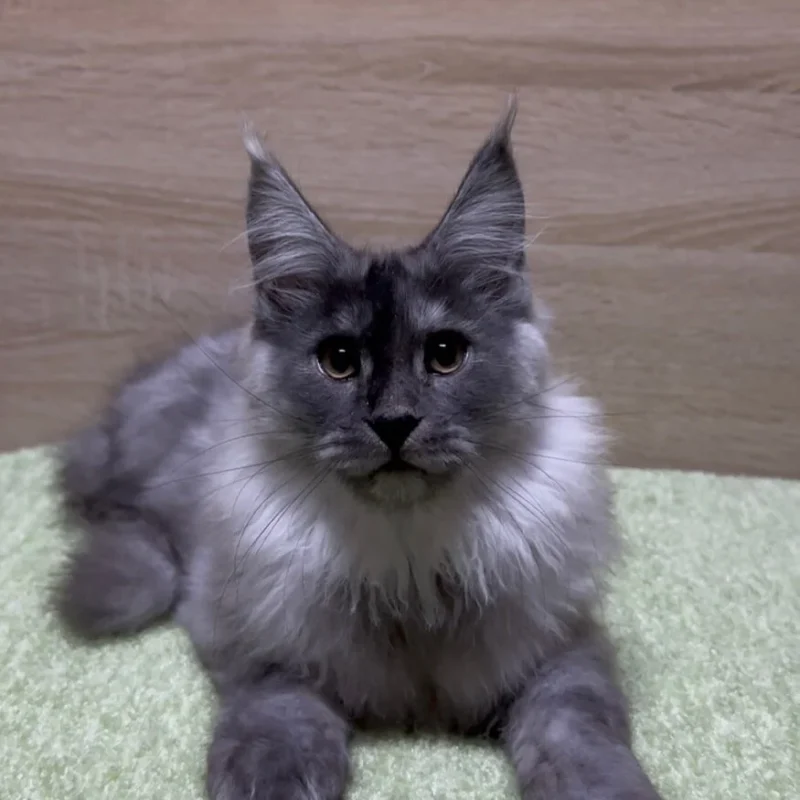 Jam Maine Coon Black Silver Male