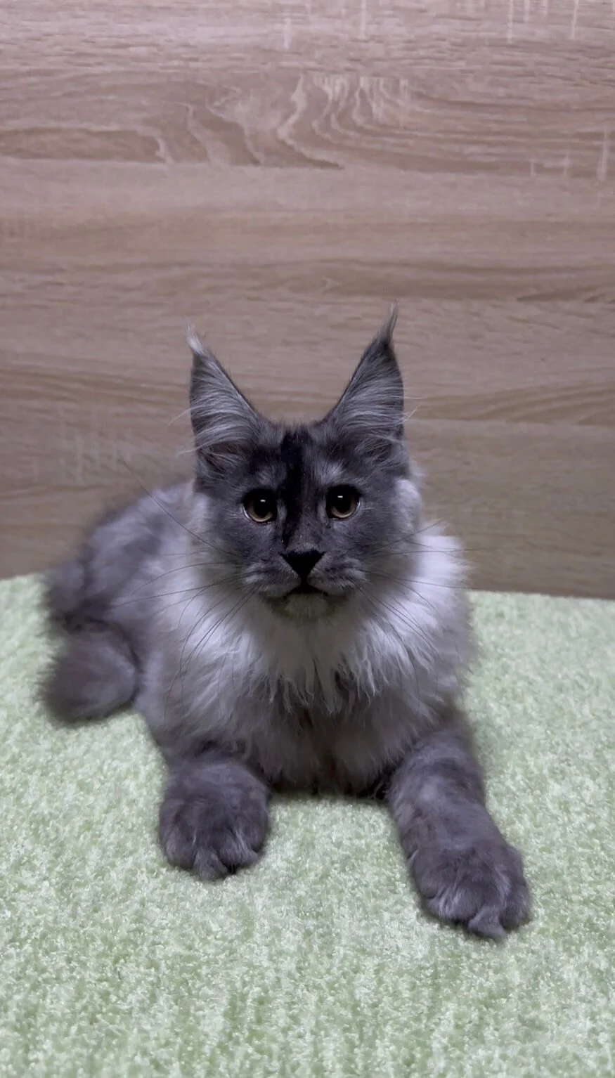 Jam Maine Coon Black Silver Male