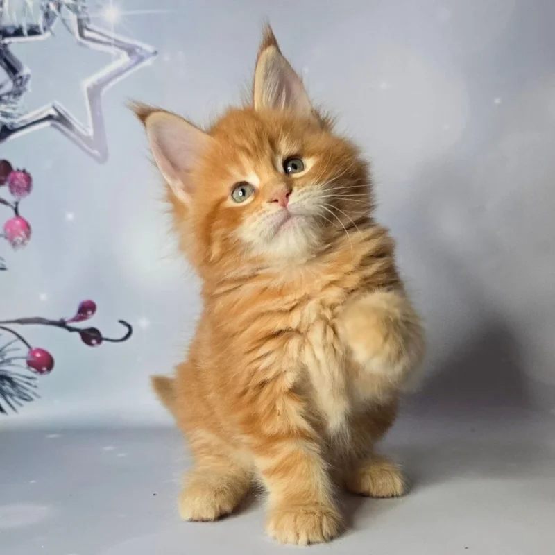 Angel Maine Coon Red Female