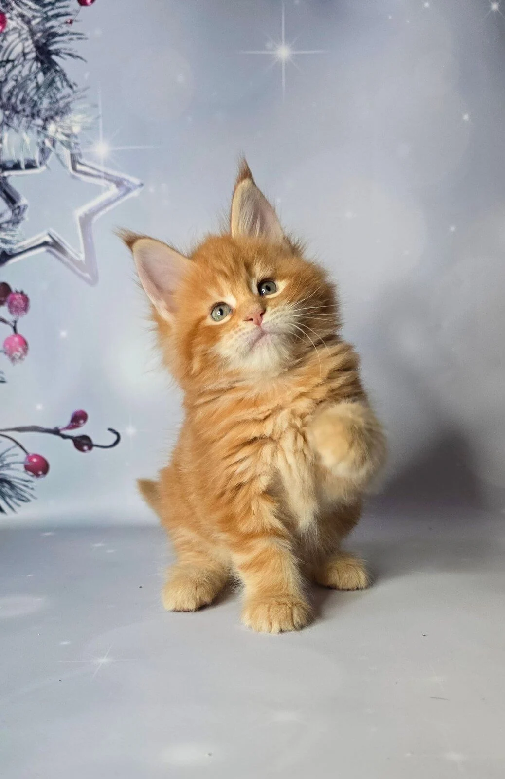 Angel Maine Coon Red Female