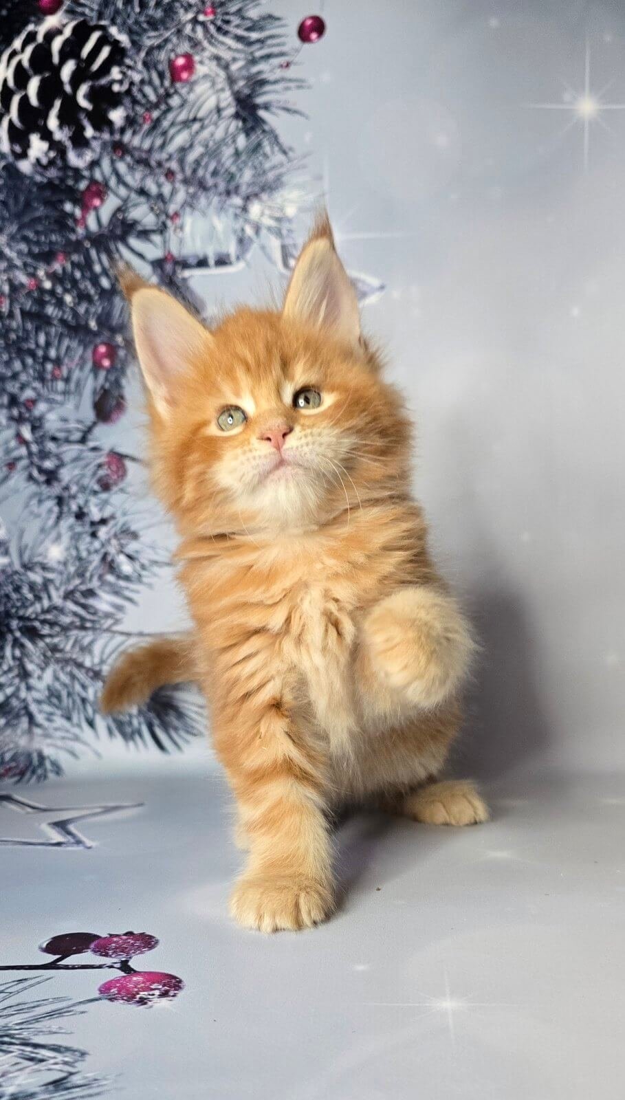 Angel Maine Coon Red Female - Image 2